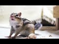 落花生を食べるリス　squirrel eating peanuts