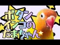 オカメインコ小桜に迫られる💦多頭飼い朝の放鳥