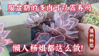 福州杨姐：服盆期的多肉可以露养吗？细致观察它们生长很重要，及时撸掉枯叶