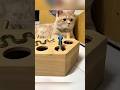 Kucing lagi gabut #cat #cuteanimals #funny #shotrs #trending #fypシ゚viral