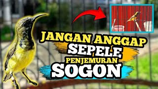 Wajib Tau ‼️ Sogon Wajib Penjemuran || Manfaat Penjemuran Sogon