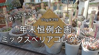 【Vlog398】【多肉植物】年末恒例企画！ミックスべリアコレクション【おらいさん苗】【購入時と比較】