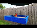 RARE BIRD | SUPER CHONK vs. FANCY FEAST | Painted Bunting | Southwest Birds