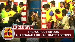 EXCLUSIVE | The World Famous Alanganallur Jallikattu begins | Thanthi TV