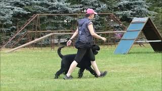 ELEKTRA CORA Radinie - lehký trénink poslušnosti / obedience training