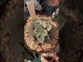 electronic plants haworthia