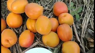 Абрикос Колорадо. Apricot Colorado. Якісний, ранній сорт. Перше плодоношення.