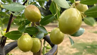 Sugarcane Jujube Taste Test