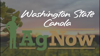 Growing Canola in Washington State - AgNow - Oct. 31, 2023