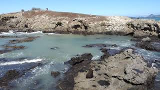 Seal at Katiki Point lighthouse