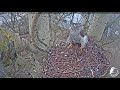 2018 03 22 vistu vanags~c31 northern goshawk visit ~