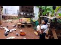 കുഞ്ഞോന്റെ വീട്ടിലെ പ്രാവ് വിശേഷം pravu valarthal pigeon farm