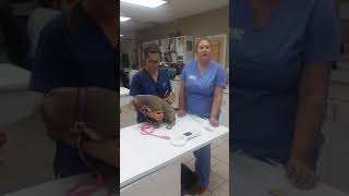 Watch us Microchip a Pet