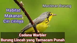 Canada Warbler, song bird