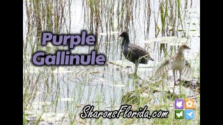 Purple Gallinule