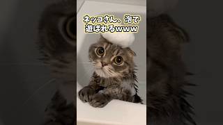 ネッコの動画見てニヤけたら負けwww #猫 #猫動画 #ねこ #かわいい #癒し #ペット #2ch動物スレ