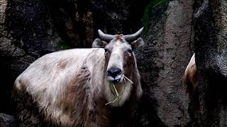 美人さんになりました　Golden takin(ゴールデンターキン)　多摩動物公園