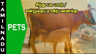 சிந்து பசு மாடு / கன்றுக்குட்டி விற்பனைக்கு || Cow for sale || Tamilnadu Pets || Tamil