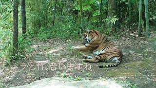 生物動画60 トラ