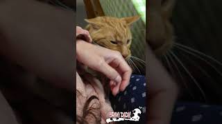 Cat Politely Asking To Get Petted – Orange Tabby Cat Asking for Affection – Bravo Dada! #Cat #Shorts