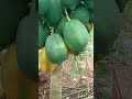 Ripe papayas #nature #farming #permaculture #papaya #fruit #fruittrees #cute #viralshorts #reels