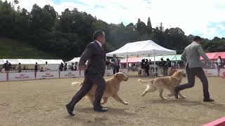 広島県クラブ連合会展ゴールデンレトリバー 牡ジュニアクラスから　2024/10/26 さくらグラウンド