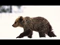 unable to bear the cold of 45°c mother bear leads 3 cubs into man s house for help