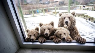 Unable to bear the cold of -45°C, mother bear leads 3 cubs into man's house for help