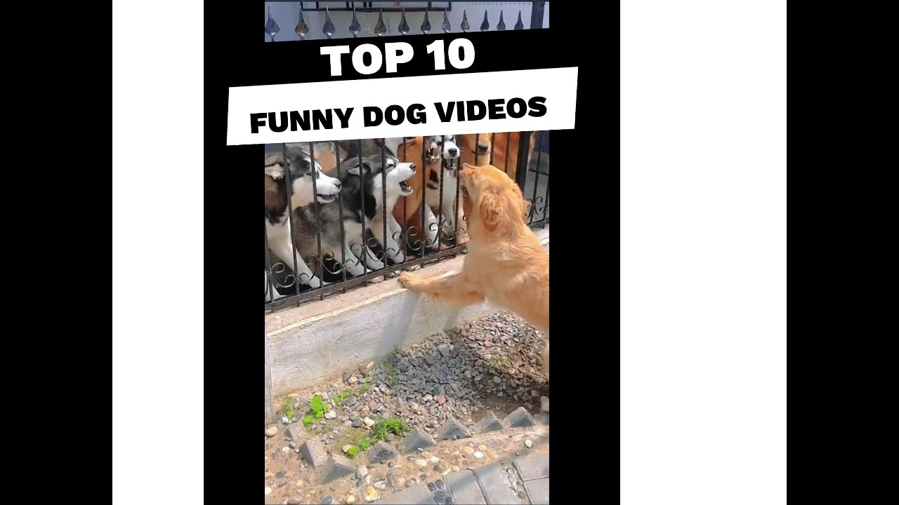 Funny Dog Videos Youtube