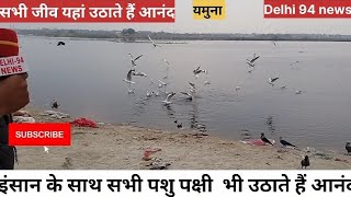 यमुना नदी का आनंद उठाते हैं सभी जीव जंतु ? #news #delhi94news