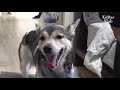 dog raised in shelter doesn t know what home means before u0026 after makeover ep 52