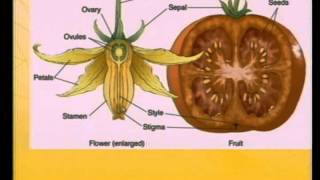 POLLINATION -- VEGETABLE GARDEN -- 1--2 -- TOMATO, PEPPER, EGGPLANT --  Karl Foord -- Mentha Group