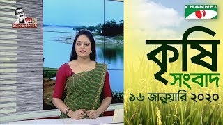 চ্যানেল আই কৃষি সংবাদ (১৬ জানুয়ারী, ২০২০) || Channel i News