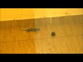 トッケイヤモリと蛙のマレンマオ（羽虫）争奪戦・タイ／the battle between a tokay gecko and a frog　@ thailand