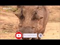 แม้แต่เสือชีตาห์ก็ไม่ยุ่งกับเขา warthog หมูป่าสุดดุ สารคดีสัตว์ wildlife