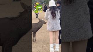 鹿と触れ合う外国人観光客🫎NARA  PARK▶️クリックでロングに移ります