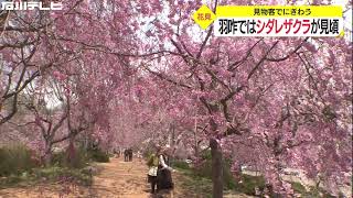 所有する山に植え続け“花見スポット”に…シダレザクラ約150本の『桜のトンネル』多くの花見客