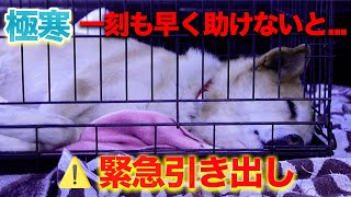 遺棄？愛護センターに衰弱しきった犬が搬入され、緊急レスキュー【ピースワンコ】