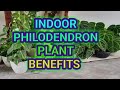 Indoor Philodendron Plant benefits