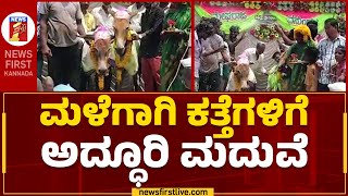 Donkey Wedding : ಮಳೆಗಾಗಿ ದಿನವೂ ನಡೆಯುತ್ತಿದೆ ಕತ್ತೆಗಳ ಮದುವೆ | Belagavi | @newsfirstkannada