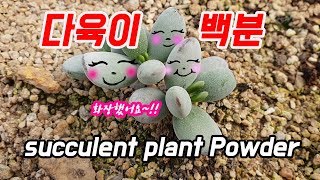 ★ 스스로를 보호하는 다육식물의 하얀가루 백분 ★