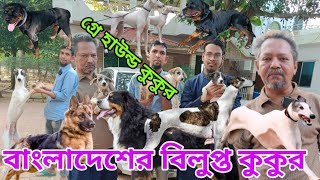 গ্রে হাউন্ড কুকুর বাংলাদেশে ৮ থেকে ১০ জনের কাছে আছে | Dog Farm in Bangladesh | Rottweiler Dog #pet