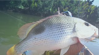 fish strike jenaha estuary berau#006