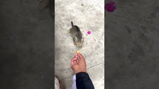 Is it the right way how to gain trust from a stray cat?