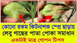 লেবু গাছের পাতা কোকড়ানো রোগের ঘরোয়া সমাধান || লেবু গাছের পাতা খাওয়া পোকা দমন || Lemon Leaf Insect