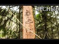 ЕЛОВЫЙ БАРОМЕТР СВОИМИ РУКАМИ | Bushcraft Barometer