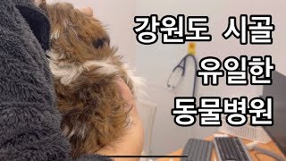 강원도 시골에서 발견된 강아지의 병원 방문기 | 🐶 이렇게 생김