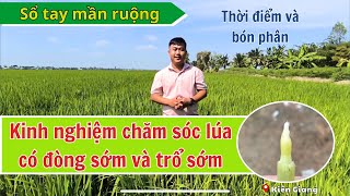 SỔ TAY MẦN RUỘNG| Kinh nghiệm chăm sóc lúa có đòng sớm và trổ sớm| Thời điểm và bón phân