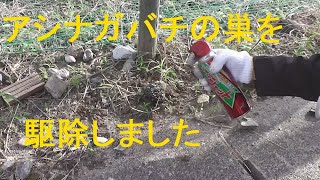 アシナガバチを駆除したよ