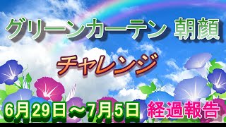 【朝顔すだれ育て方】グリーンカーテン朝顔 チャレンジ経過報告6月29日～7月5日 ほのぼの農園 緑のカーテン 家庭菜園